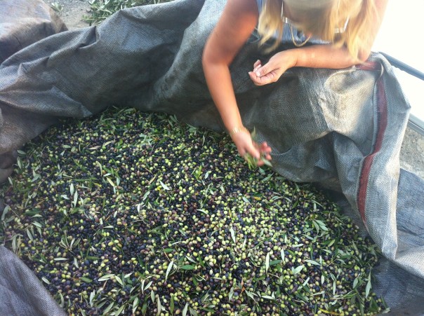 olive picking